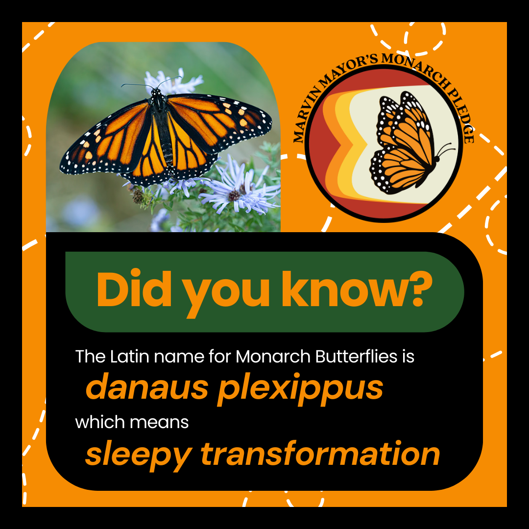 Latin Name of Monarch